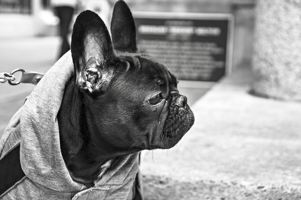 French Bulldog in hoodie, black and white.